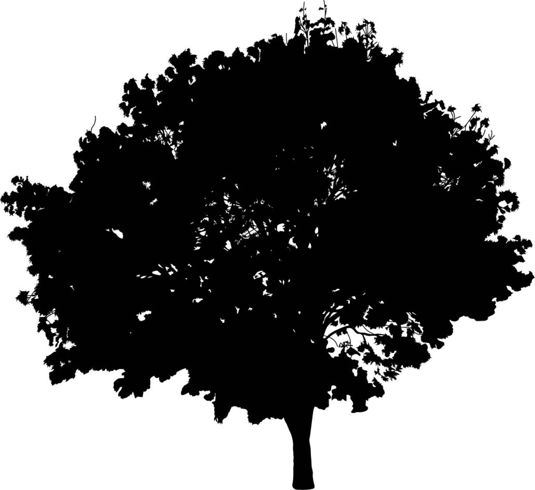 Silhouette Creation — 002 — After